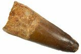 Fossil Spinosaurus Tooth - Feeding Worn Tip #344527-1